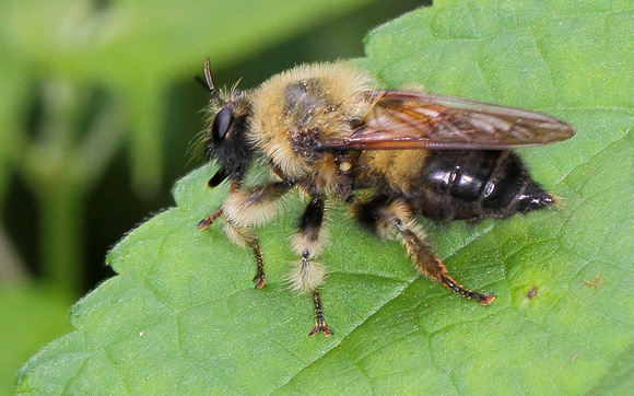 Robber Fly, Bumble Bee Mimic (Laphria macquarti)