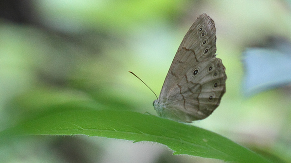 Appalachian Brown (Satyrodes appalachia), we used this poor photo to ID it