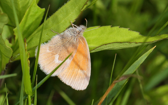 Common Ringlet (Coenonympha tullia), no forewing spot