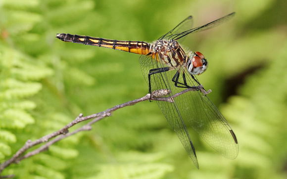Blue Dasher (Pachydiplax longipennis) Dragonfly, female