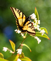 Canadian Tiger Swallowtail (Papilio canadensis)