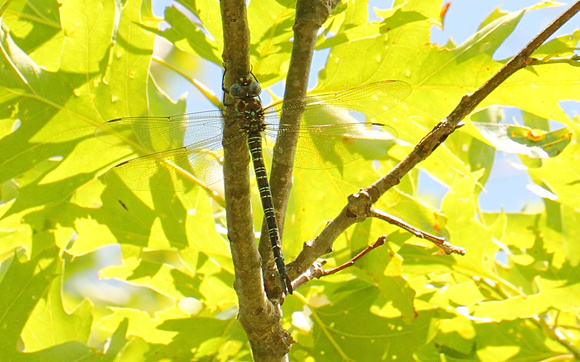 Swamp Darner Dragonfly (Epiaeschna heros), female