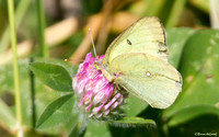 Clouded Sulphur (Colias phlodice), aberrant, or a different species??