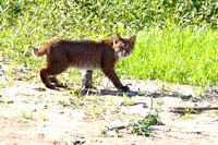 Juvenile Bobcat