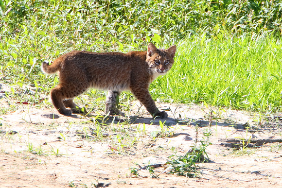 Juvenile Bobcat