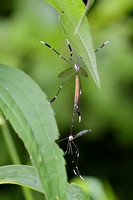 Phantom Craneflies (Bittacomorpha clavipes) mating