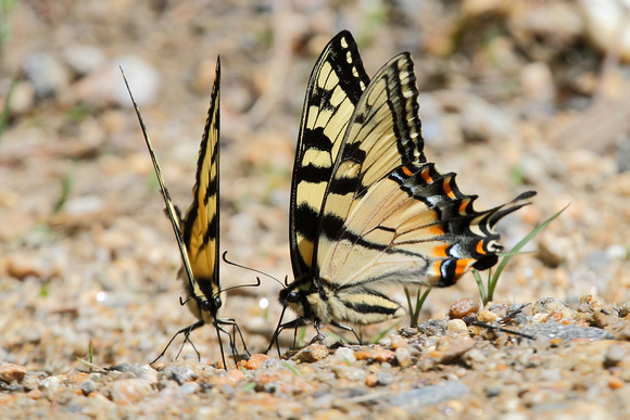 Eastern/Canadian Tiger Swallowtail Hybrid (Papilio canadensis)