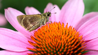 Northern Broken-Dash (Wallengrenia egeremet) Butterfly