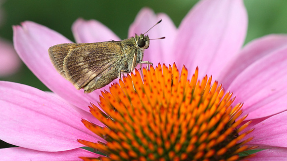 Northern Broken-Dash (Wallengrenia egeremet) Butterfly