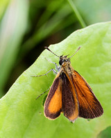 Least Skipper (Ancyloxypha numitor), dorsal view