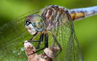 Blue Dasher (Pachydiplax longipennis) Dragonfly, male
