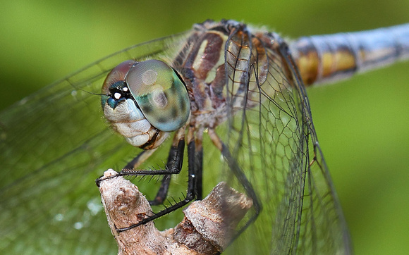 Blue Dasher (Pachydiplax longipennis) Dragonfly, male
