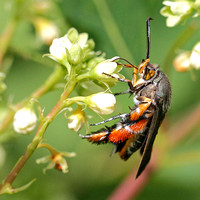 Squash Vine Borer (Melittia cucurbitae), Wasp-mimic Moth