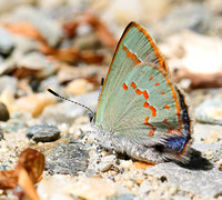 Early Hairstreak (Erora laeta), with a peek at its blue back, spotted by Greg and Bruce