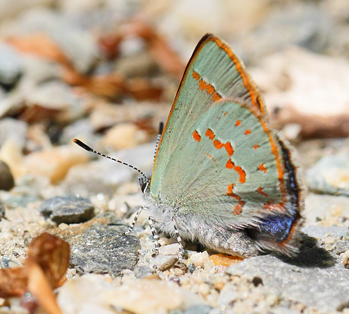 Early Hairstreak (Erora laeta), with a peek at its blue back, spotted by Greg and Bruce