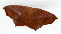 Large Maple Spanworm (Prochoerodes lineola) Moth, Hodges #6982