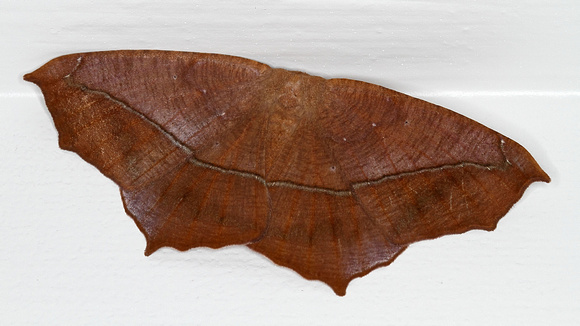 Large Maple Spanworm (Prochoerodes lineola) Moth, Hodges #6982