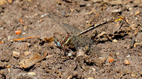 Lancet Clubtail (Gomphus exilis) Dragonfly, male