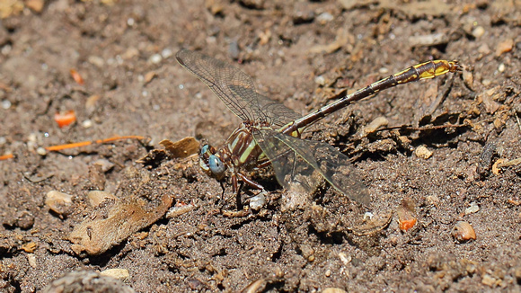 Lancet Clubtail (Gomphus exilis) Dragonfly, male