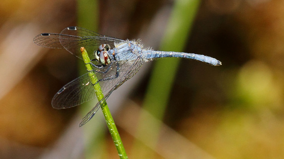 Elfin Skimmer (Nannothemis bella) Dragonfly, male
