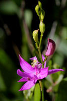 Grass Pink Orchid (Calopogon tuberosus)
