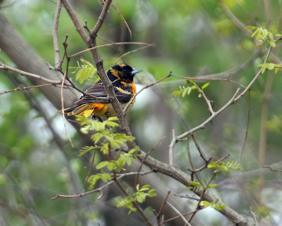 First Year Baltimore Oriole