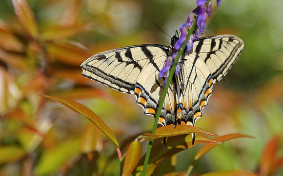Eastern/Canadian Tiger Swallowtail Hybrid (Papilio canadensis)