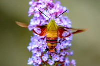 Hummingbird Clearwing Moth (Hemaris thysbe)