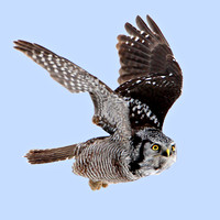 2009/02/07 Northern Hawk Owl