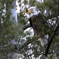 2009/02/20,23,26 Hager Pond Bald Eagle