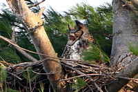 Great Horned Owl Yawning