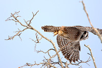 Northern Hawk Owl in Flight