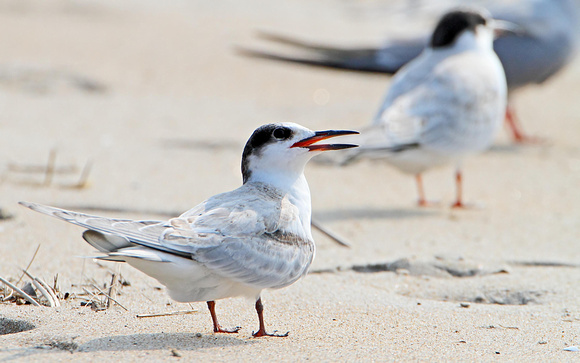 Common Tern transitioning to basic plumage