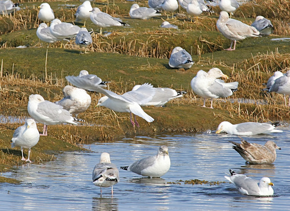 Iceland Gull with Herring and Ring-billed Gulls