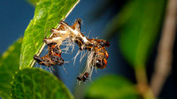 Harris's Three Spot Caterpillar (Harrisimemna trisignata)