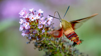 Hummingbird Clearwing Moth (Hemaris thysbe)