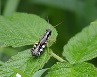 Grasshopper Sp.