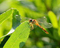 Yellow-legged Meadowhawk (Sympetrum vicinum) Dragonfly