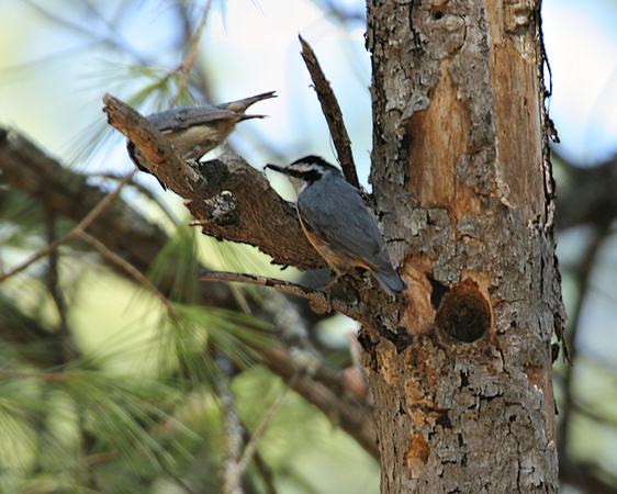 Red-breasted Nuthatch Courtship