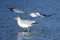 Ring-billed and Herring Gull