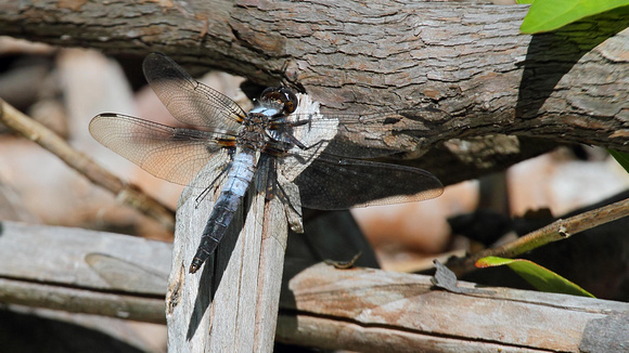 Chalk-fronted Corporal (Libella (Ladon) julia) Dragonfly