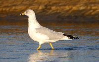 Ring-billed Gull (Larus delawarensis), basic plumage
