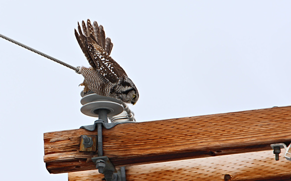 Northern Hawk Owl Takes Flight