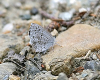 Spring Azure Butterfly
