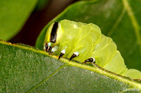 Fawn Sphinx Moth Caterpillar (Sphinx kalmiae)