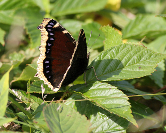 Mourning Cloak Butterfly (Nymphalis antiopa)