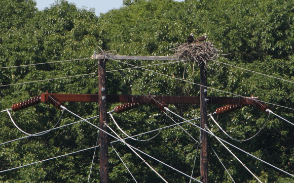 Osprey Nest with 2 Young