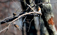 Eastern Bluebird, Housefinch, Field Sparrow