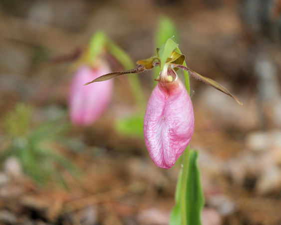 Lady's Slipper Wildflower (Orchid)