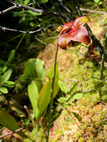 Northern Pitcher Plant (Sarracenia purpurea)